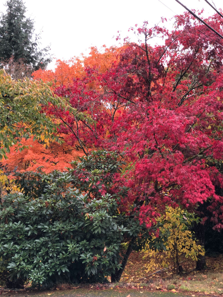 The raspberry colors of this maple stand out among the green, yellow and orange around it.