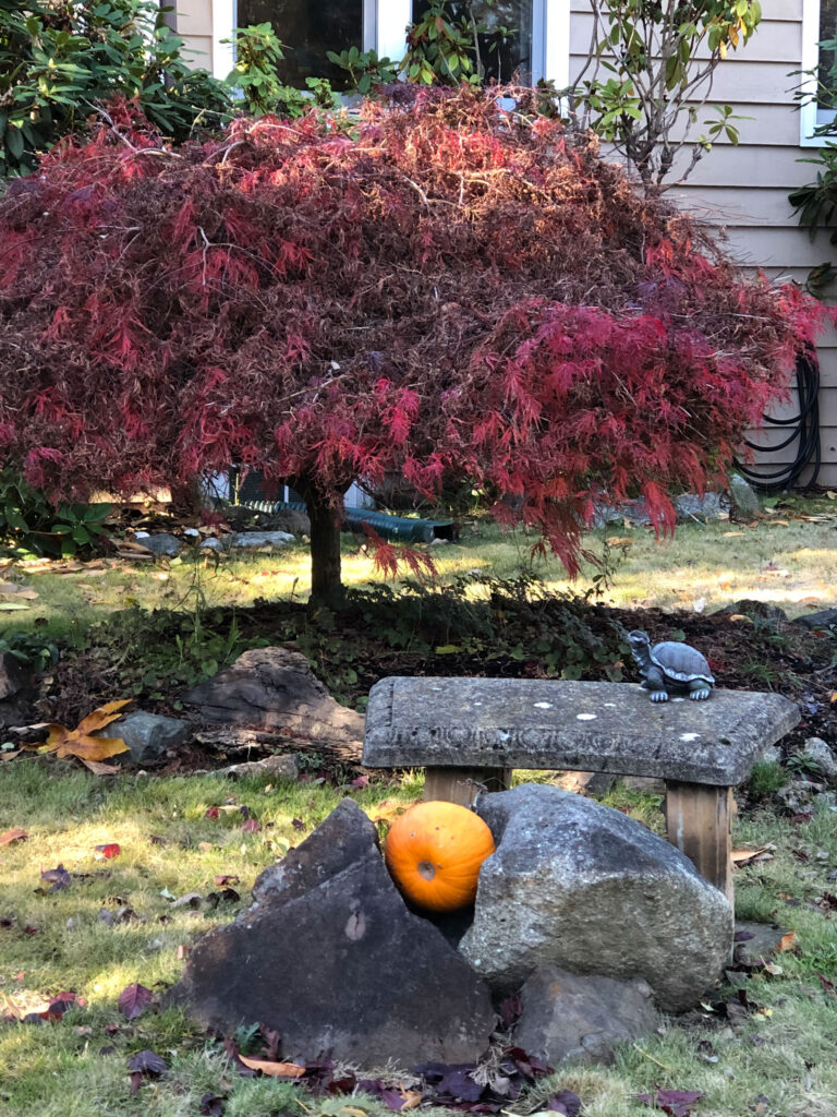 The whimsy of a turtle statuette on a bench next to a pumpkin.