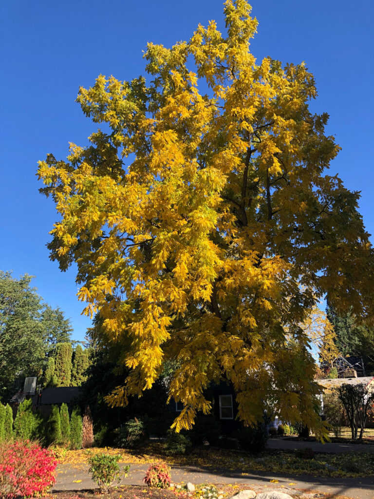 A beautiful deep-yellow tree caught my eye against the clear blue sky.