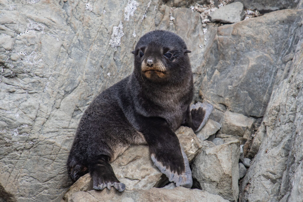 An adorable but worried-looking northern fur seal during our most recent trip to New Zealand in December 2019.  How I sometimes envy the freedom wild animals have who don't need to reduce emotional clutter. They have no houses to clean.