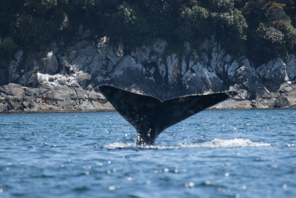 A northern right whale starting on a deep dive. If going deep stops you in your tracks, do your best to find out why. Then just start. Even if it's five minutes a day. You are so worth it.