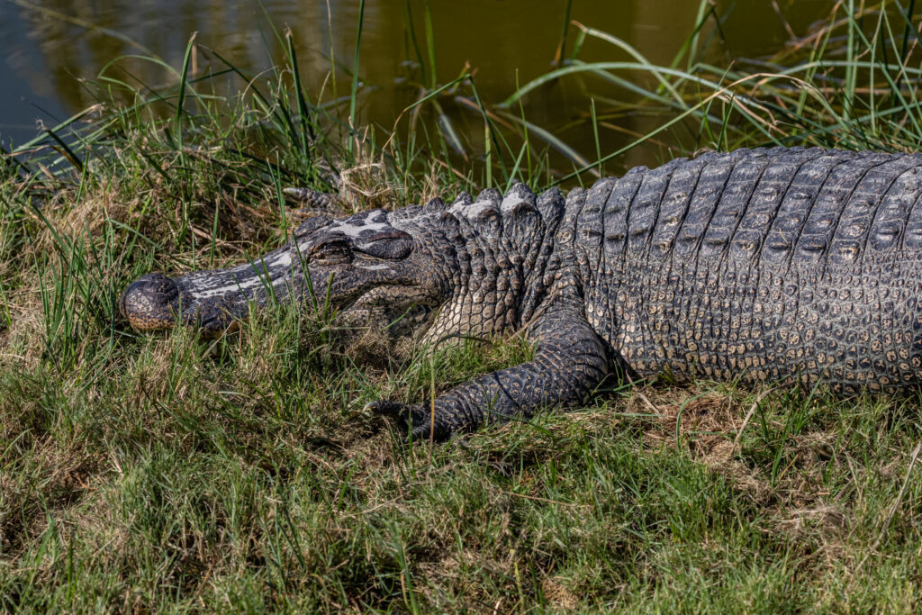 One of four American Alligators at the South Padre Island Birding and Nature Center.