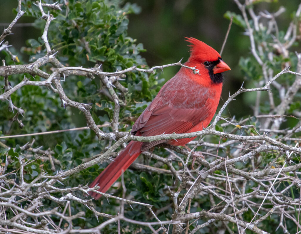 Perhaps my favorite, most colorful bird photo of the whole trip was of this northern cardinal male.