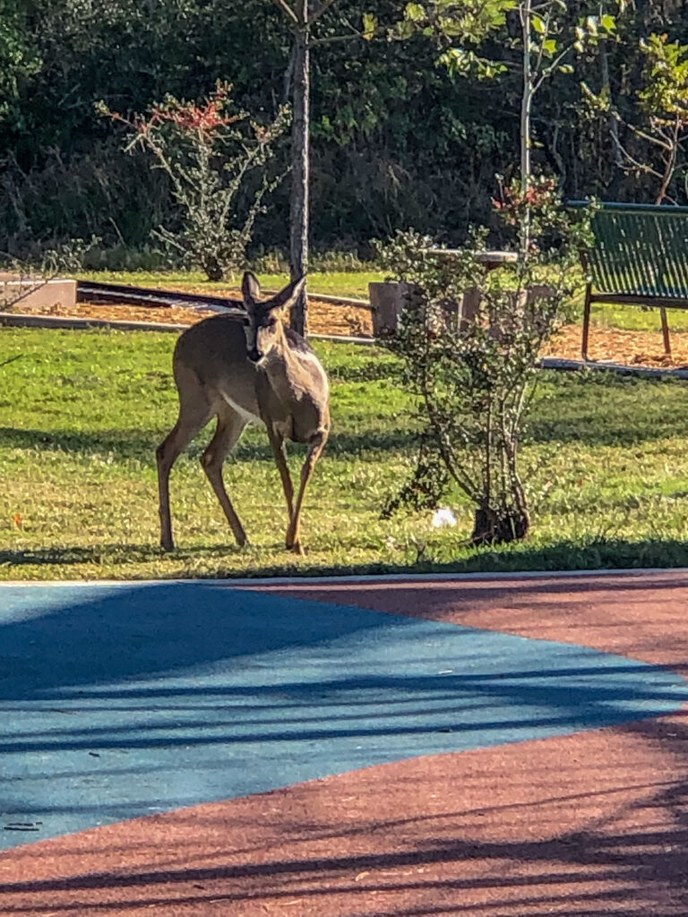 A deer enjoyed snacking on vegetation at Atascosita Park in Humble, Texas. We played on the huge climbing structure, walked around the urban ponds, and got pictures of the local wildlife.