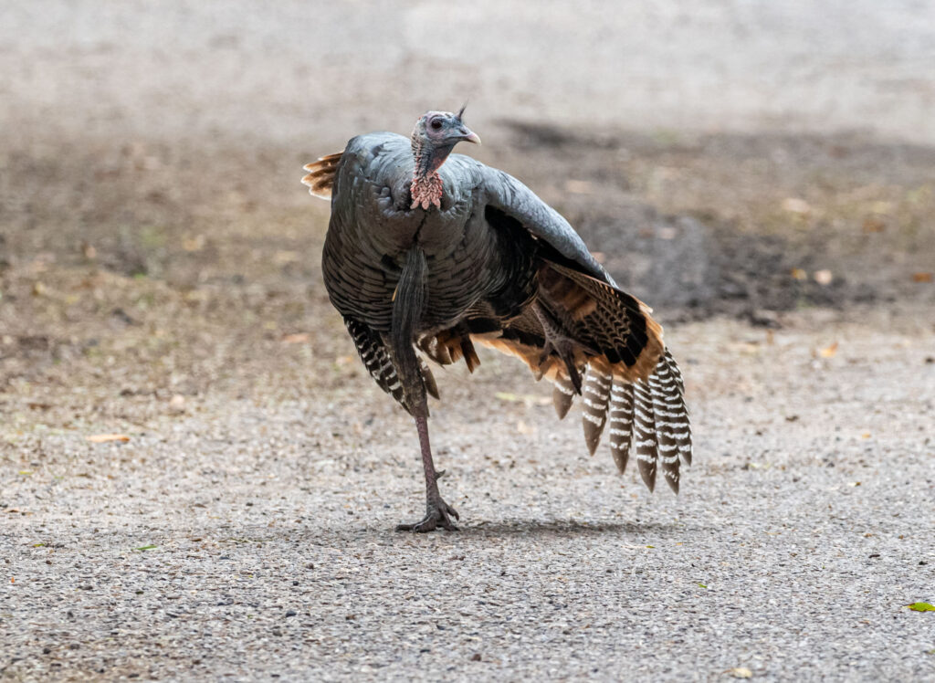 Don't be a turkey! Have some fun this holiday season! Play!