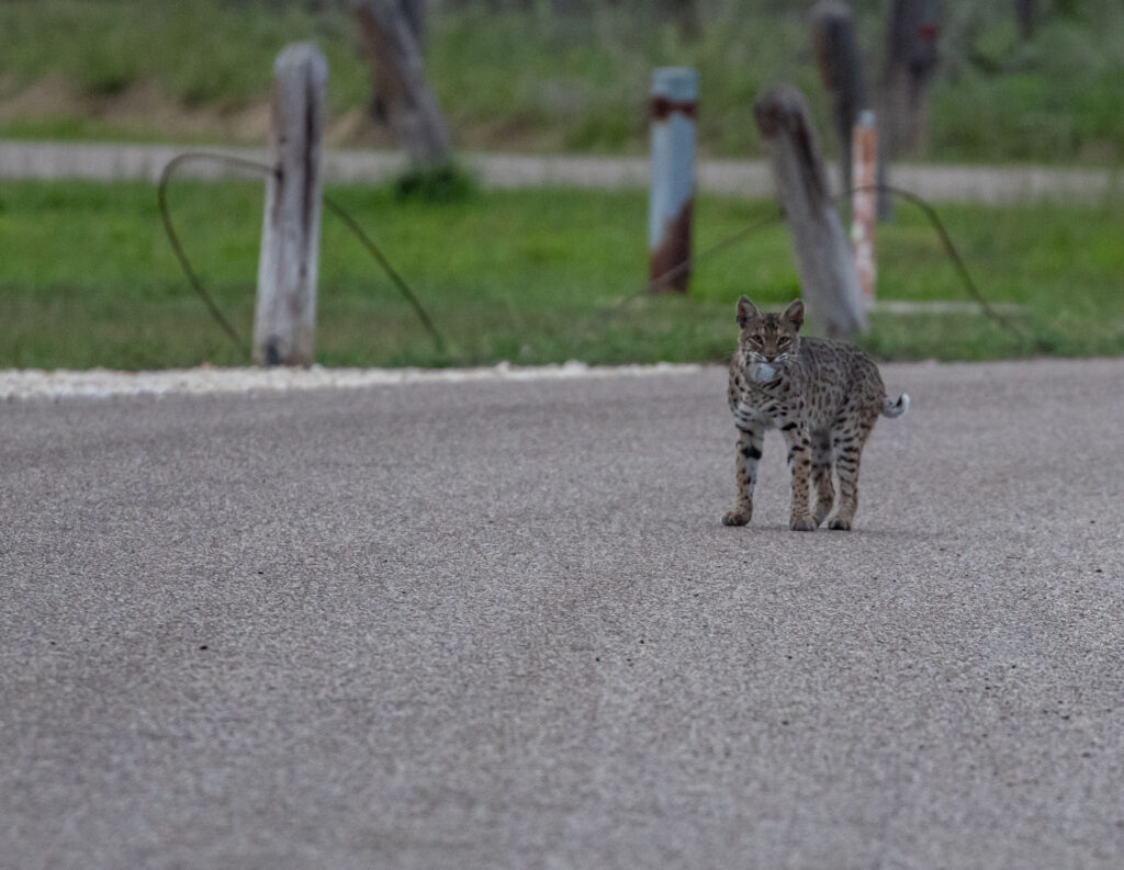 A wild bobcat with breakfast in its mouth, at Hazel Bazemore County Park. The only other big cat I've seen in the wild is a bobcat in North Carolina. They are secretive, elusive, and seldom caught on film -- at least not mine! 