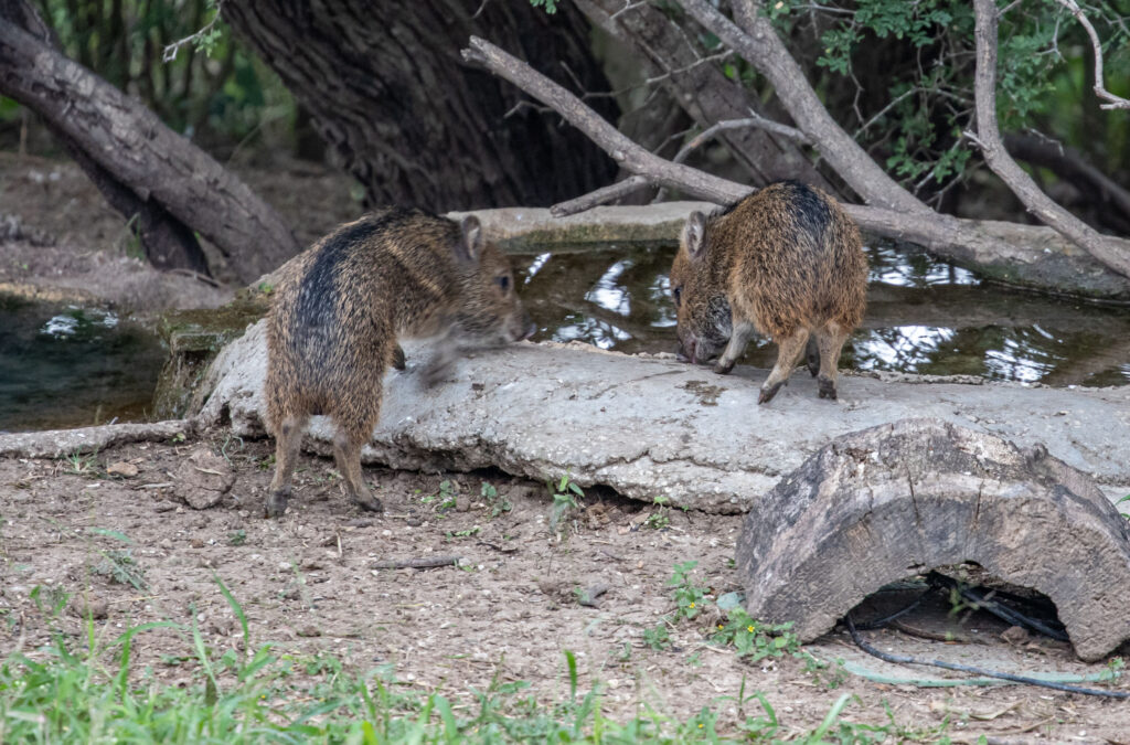 Peccary piglets (2 of the 3 we spotted) at Hazel Bazemore park.