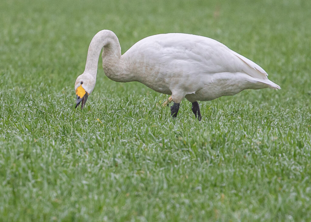 To determine what you want, think about what you are good at. A Whooper Swan in Monroe, January 2022.