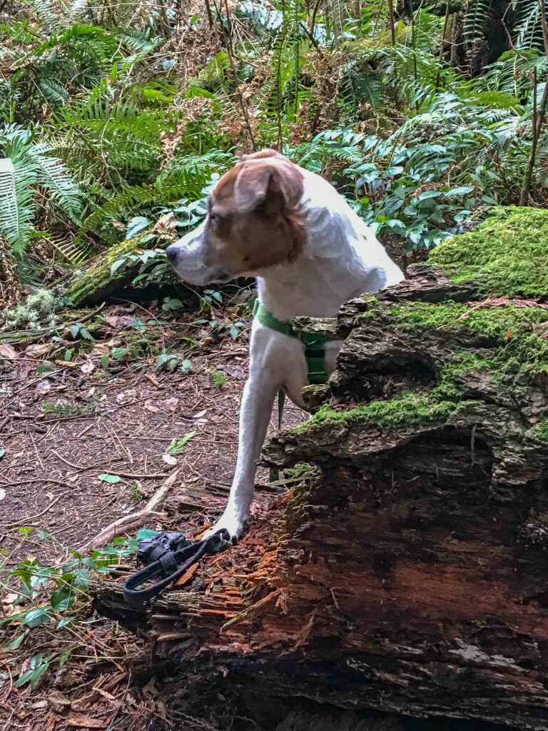 My little adventurer in Boeing Creek Park. His big why is easy to identify: for the for the pee-mail pupdates, of course!