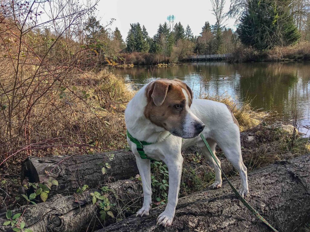 Ajax on our recent Meadowbrook Pond ramble. A ripple effect from our rambles is finding more varied walks every single day.