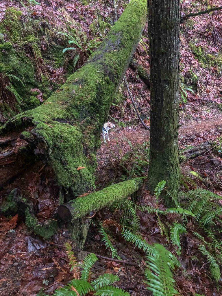 Ajax on Tiger Mountain Trail New Year's Eve morning 2022. He absolutely loves hiking with me and I love giving him adventures. The "Active Ajax" idea came to me on our 8-mile hike and seems like a wonderful challenge for 2023.