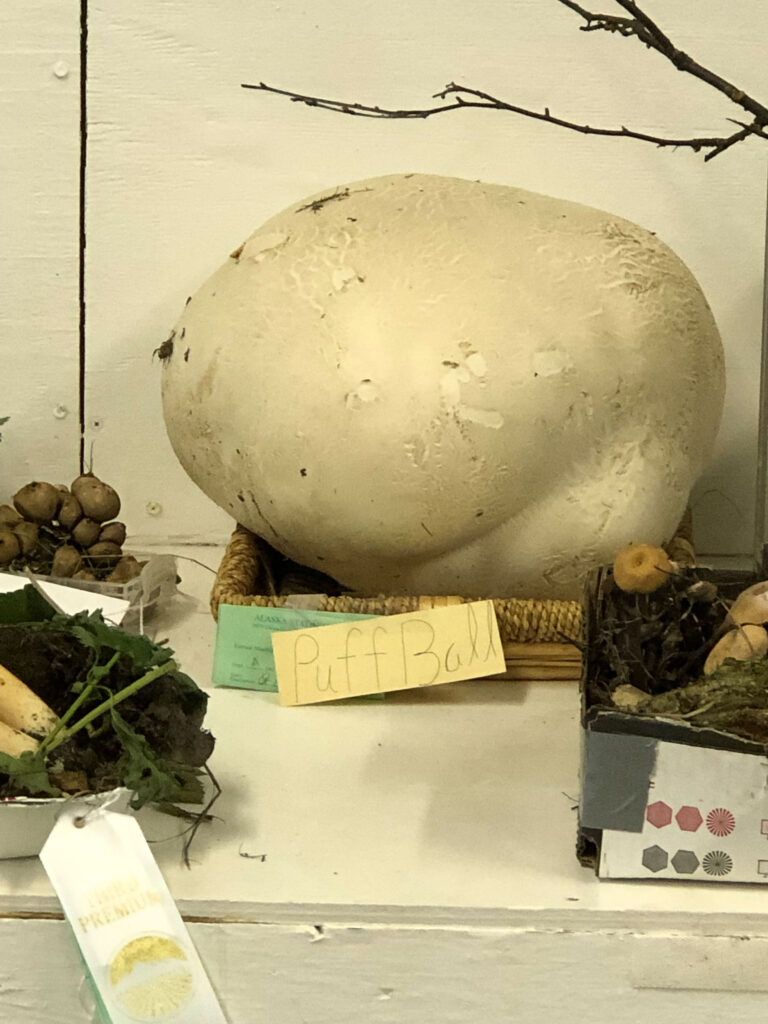 Giant puffball, weight unknown.
