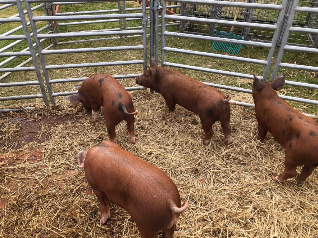 Piglets waiting to race.