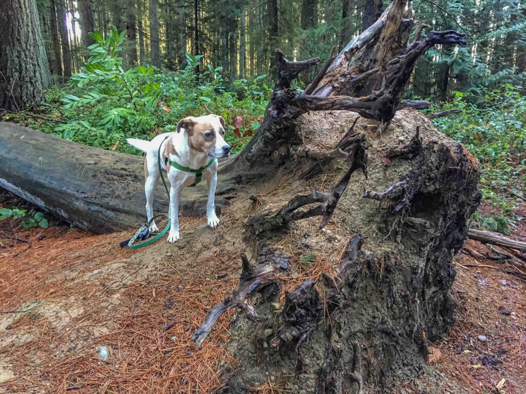 Ajax poses with a downed root ball at Hamlin Park.