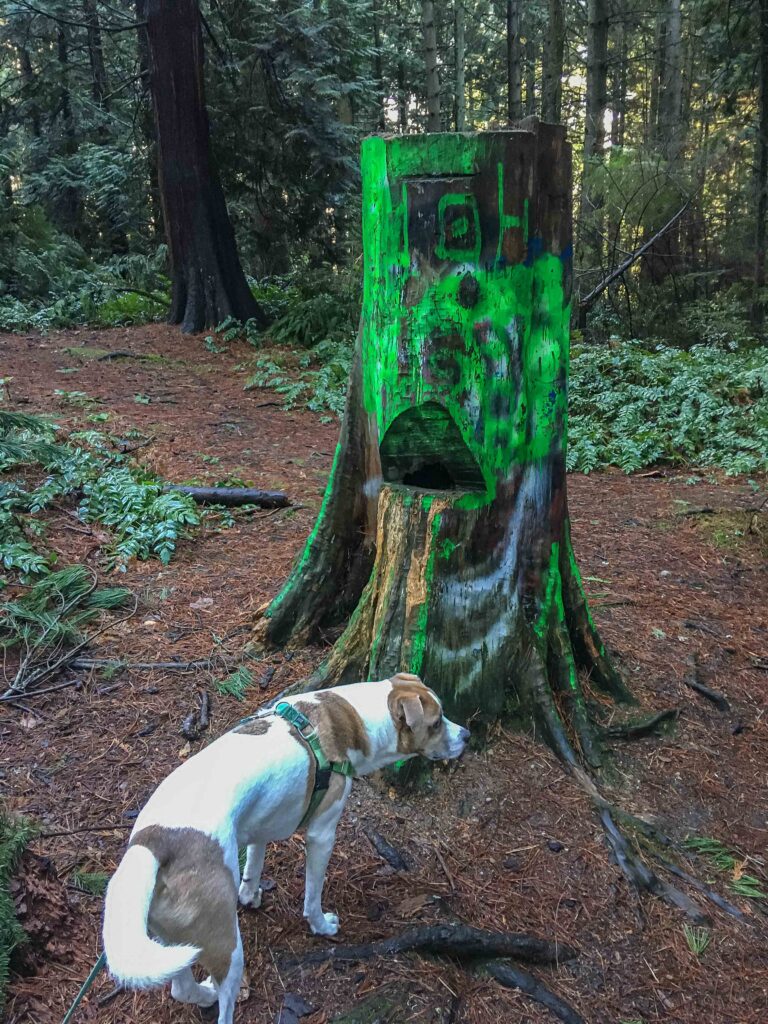 The green markings on this stump-turned-face caught my eye from far away. I had to get closer to check it out.