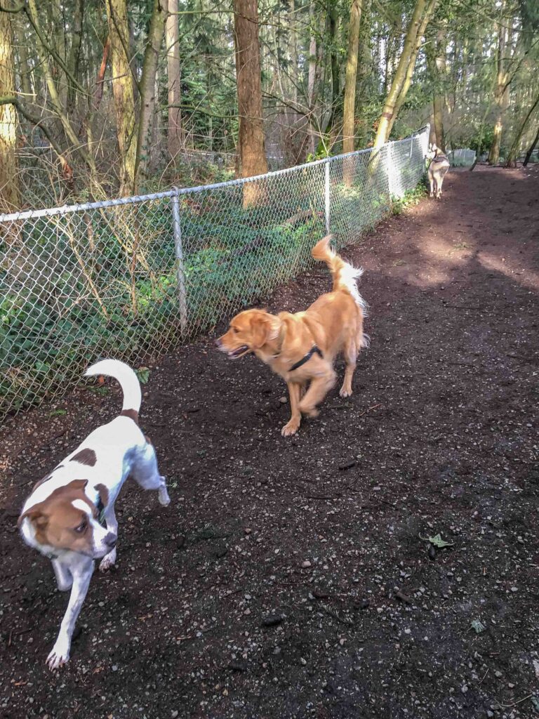 Ajax plays with a Golden Retriever at the Northacres off-leash dog park. Bigger dogs sometimes intimidate him; not today!