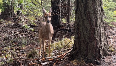 Just a few feet off the trail, the resident wildlife is enjoying some people-watching in the form of an intermittent flow of huffing and puffing hikers. Note: Mom was close by and eyeing me with suspicion and a bit of fighting spirit in her pupils.