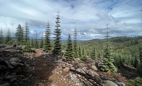 Had I not shown up, I would never have walked through this magic Christmas Tree Forest and received the gift of the last sunny spot Mother Nature offered me before letting the big faucet in the sky run unchecked for more than two days.