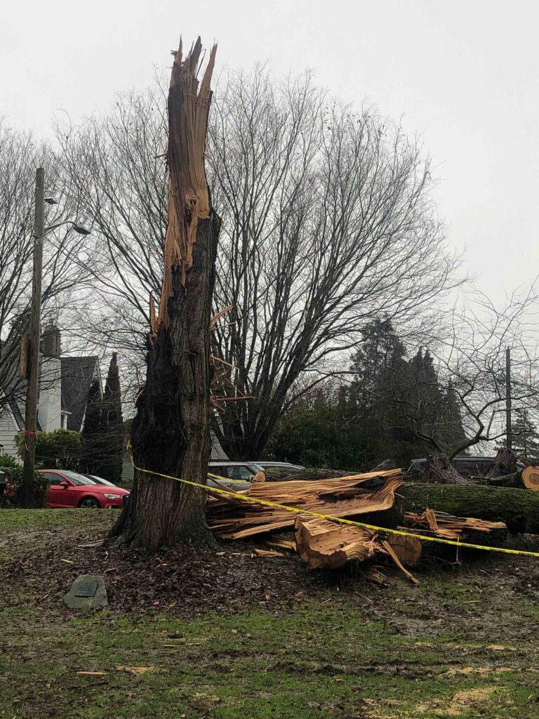 A downed Heritage Tree in Roanoke Park.