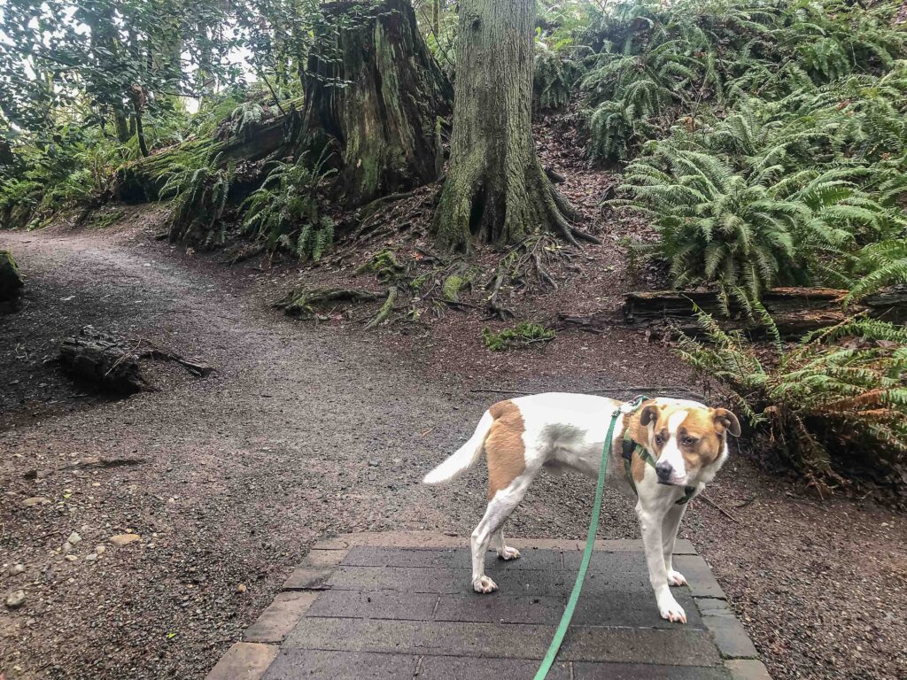 Ajax enjoys a trail in Seahurst Park.