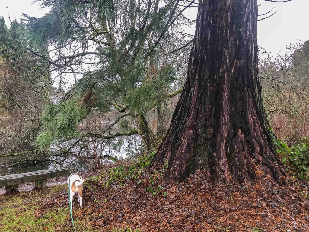 Enormous cedars and waterfowl are fun to enjoy in winter at Twin Ponds.