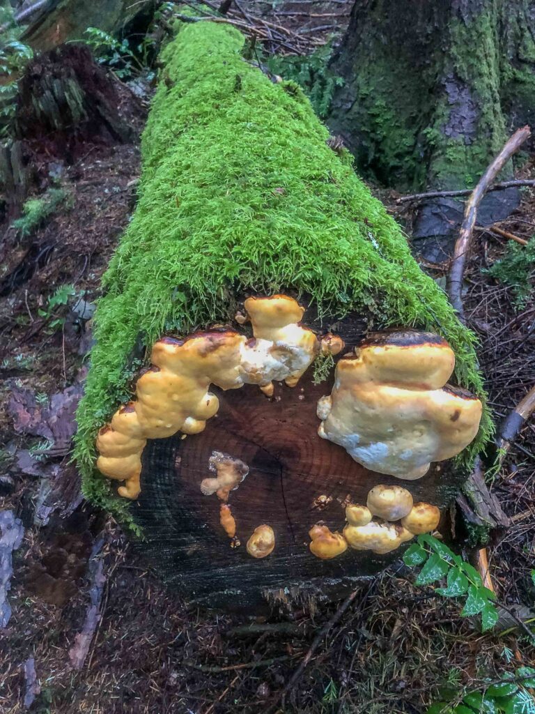 Appreciating beauty is one of my set intentions. Mossy logs covered in fungus on Tiger Mountain Trail, 12/31/22.