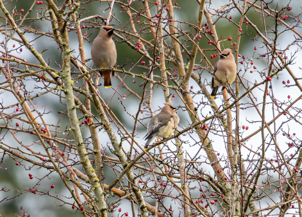 Waxwings in a hawthorn at Magnuson Park. Bohemian (upper left) has more red on face and under tail, whereas cedars (lower right two) are more yellowish.