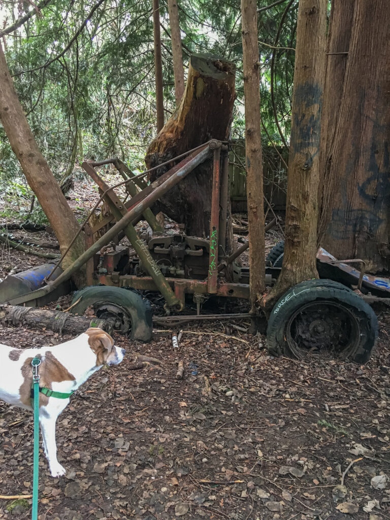 One of the strangest finds at Paramount Open Space - trees growing up through an old abandoned wheeled machine of some sort.