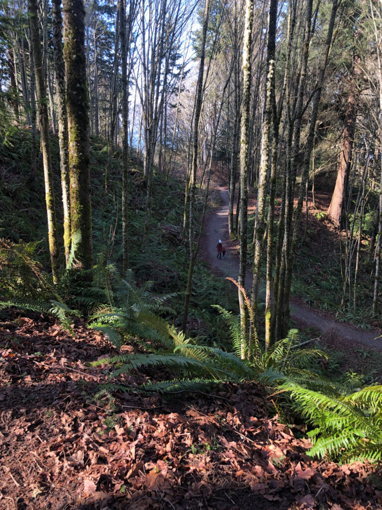 Llandover Woods at noon on a beautiful winter weekday.