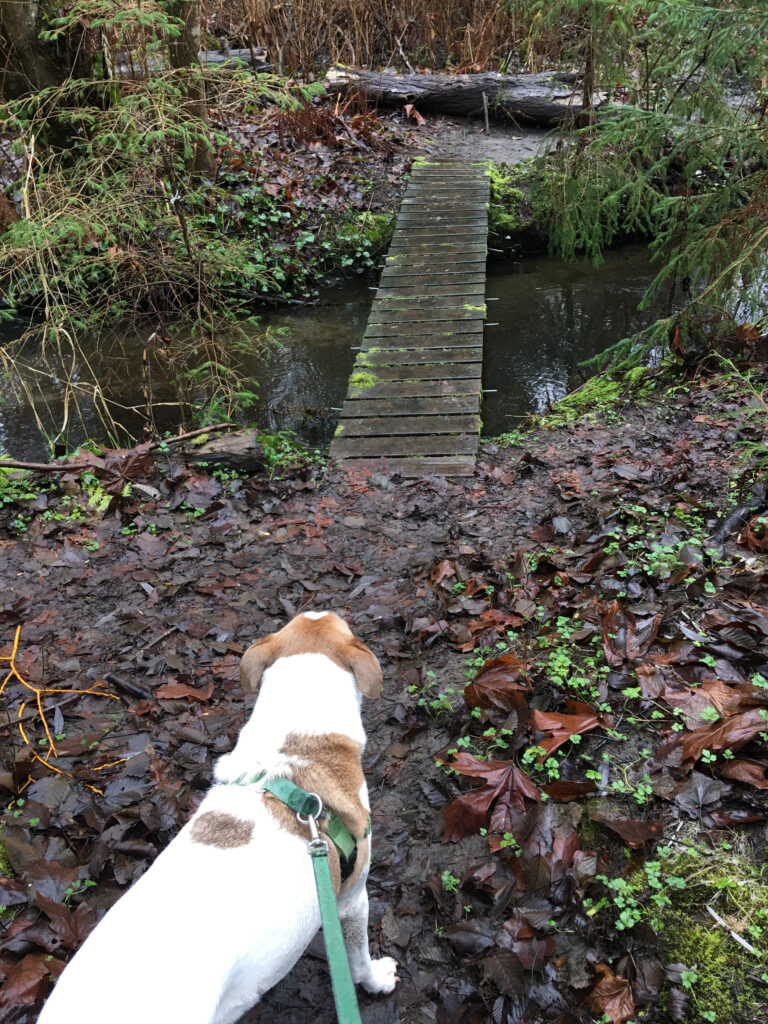 The Licorice Fern Natural Area starts off with maintained boardwalks but we quickly found ourselves getting sucked into mud when several of the bridges collapsed.