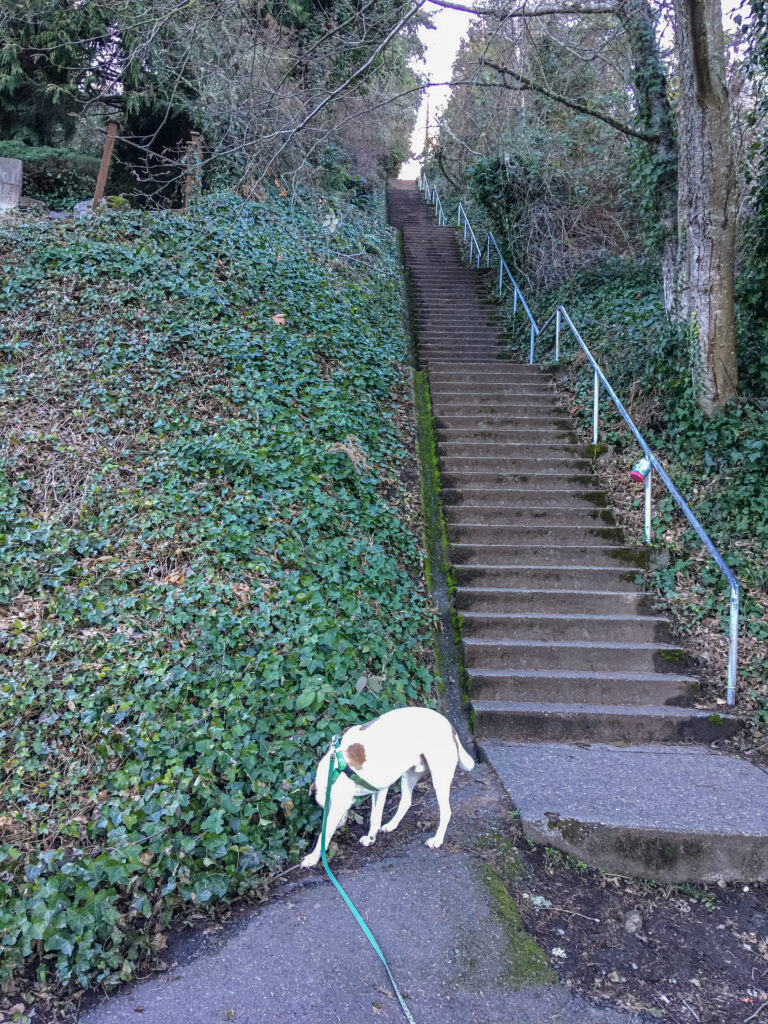 Ajax sniffs at the base of what I call the "Cedar Park stairs" at the corner of 135th NE and NE 42nd in Seattle.