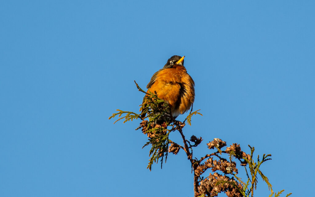 The American robin is so common that we don't take them for granted. When was the last time you studied a simple bird in brilliant light? Against a clear blue winter sky, the red breast of this robin on top of a tree really popped.