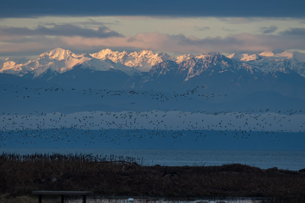 In an attempt to expand life, I visit thousands of snow geese and trumpeter swans in the Skagit Valley at dawn with the Olympic Mountains in the background.