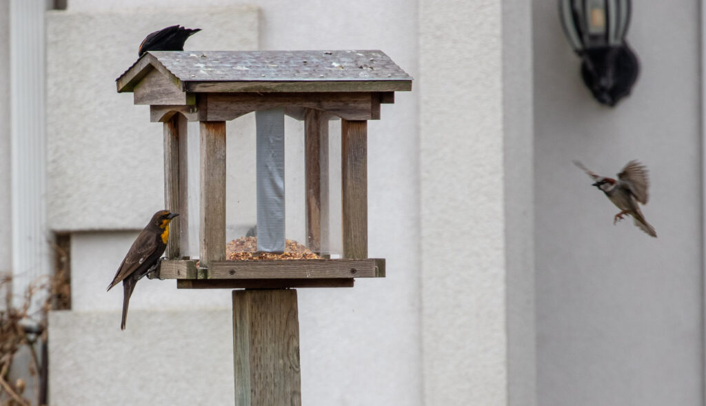 Yellow-headed blackbird (left) joins a red-winged blackbird (top) and house sparrow (right in flight) at a local feeder.