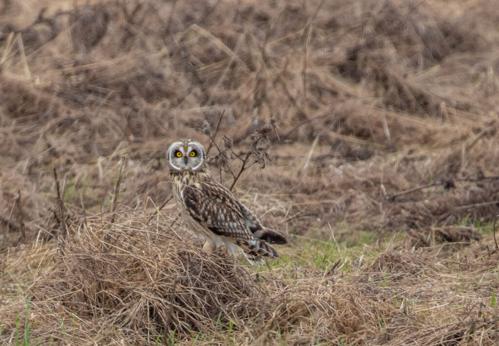 Short-eared owl on farmland.