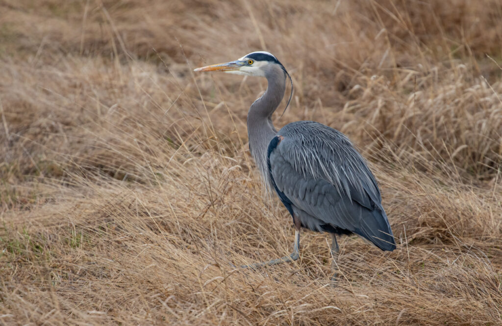Another favorite, the Great Blue Heron.
