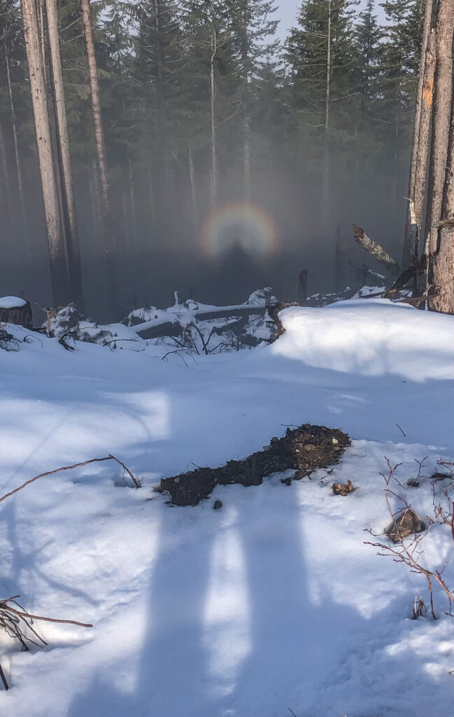 Halo effect on West Tiger 1. The sun was low behind me as I looked north into the forest on the top of Tiger Mountain. We can view logging as horrid, or we can enjoy the remaining beauty. How will you nudge the notch today?
