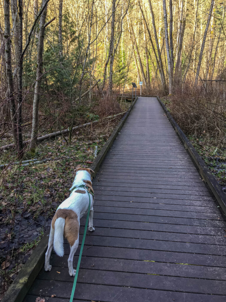 Ajax approaches the duck ponds along the short boardwalk through the wetlands.