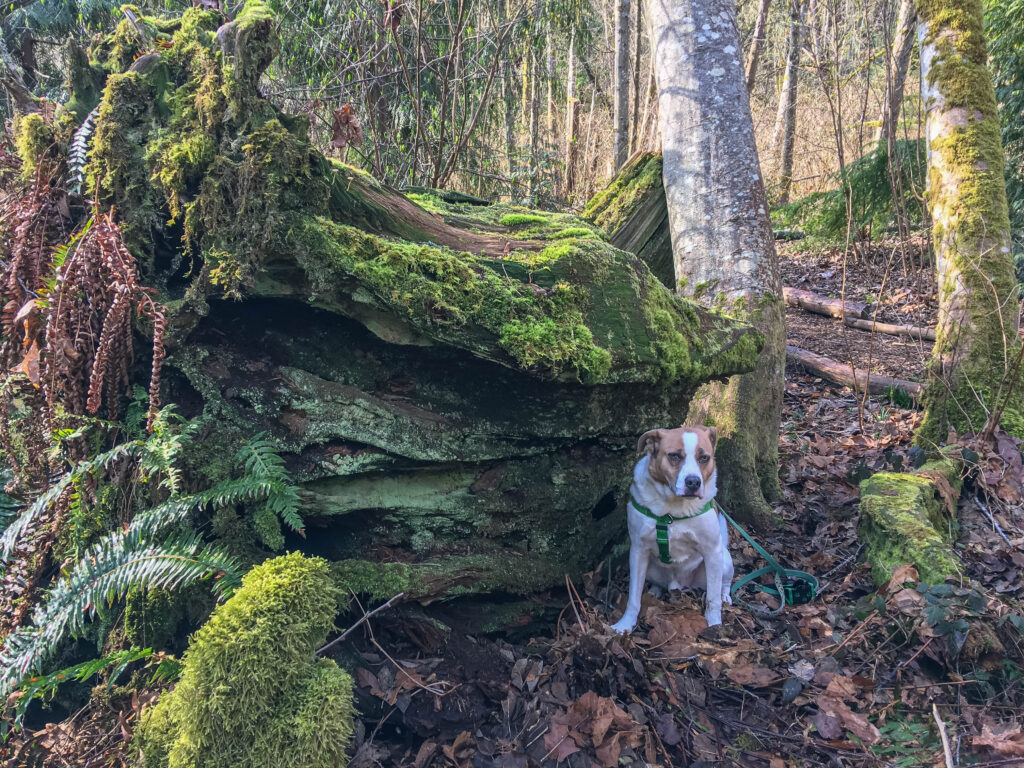 Ajax posed beside a huge tree stump in Grace Cole Nature Park. His look says it all: "Mamarazzi, aren't you tired of taking my picture?"