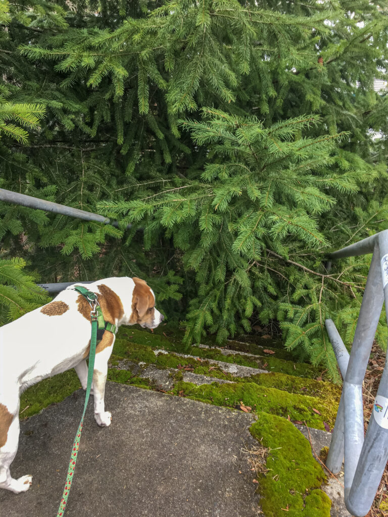 This is a perfect example of going nowhere, fast. These stairs at Promontory Point were so overgrown with branches that we had to turn around to look for another path. Just like in life, sometimes we must try something, get lost, reach a dead end, and try again. A coach can help you speed up the process.