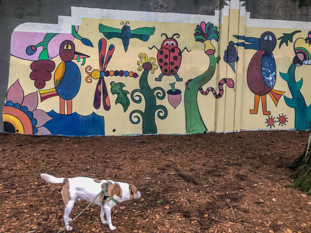 Ajax enjoys a colorful mural at Cowen Park while helping me to grow past discomfort.