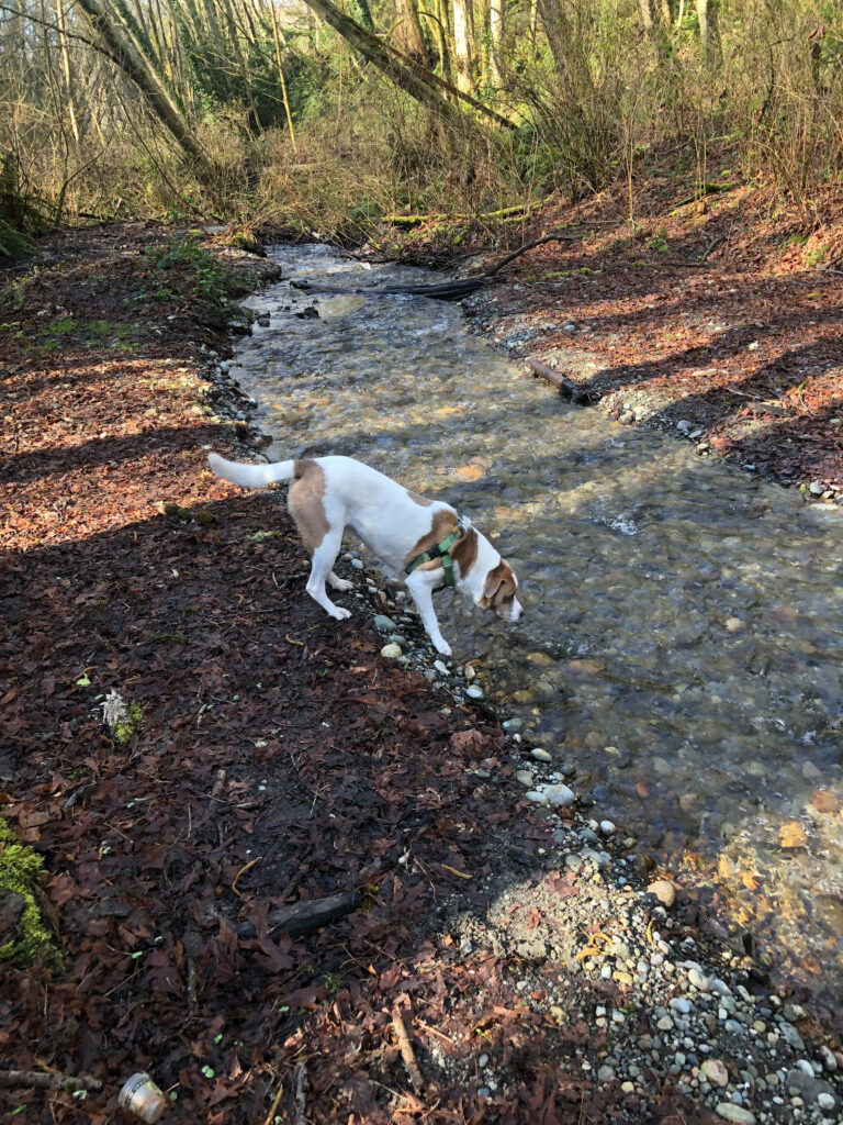 Ajax gets a refreshing drink from the gravel creek bed at Salmon Creek Ravine.