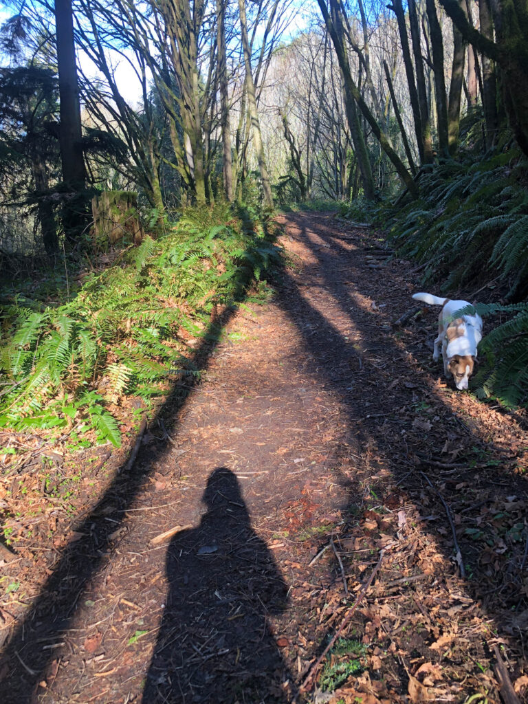 Enjoying a fresh perspective on a beautiful spring day. Ajax explores wonderful scents on the Salmon Creek Ravine trail. 