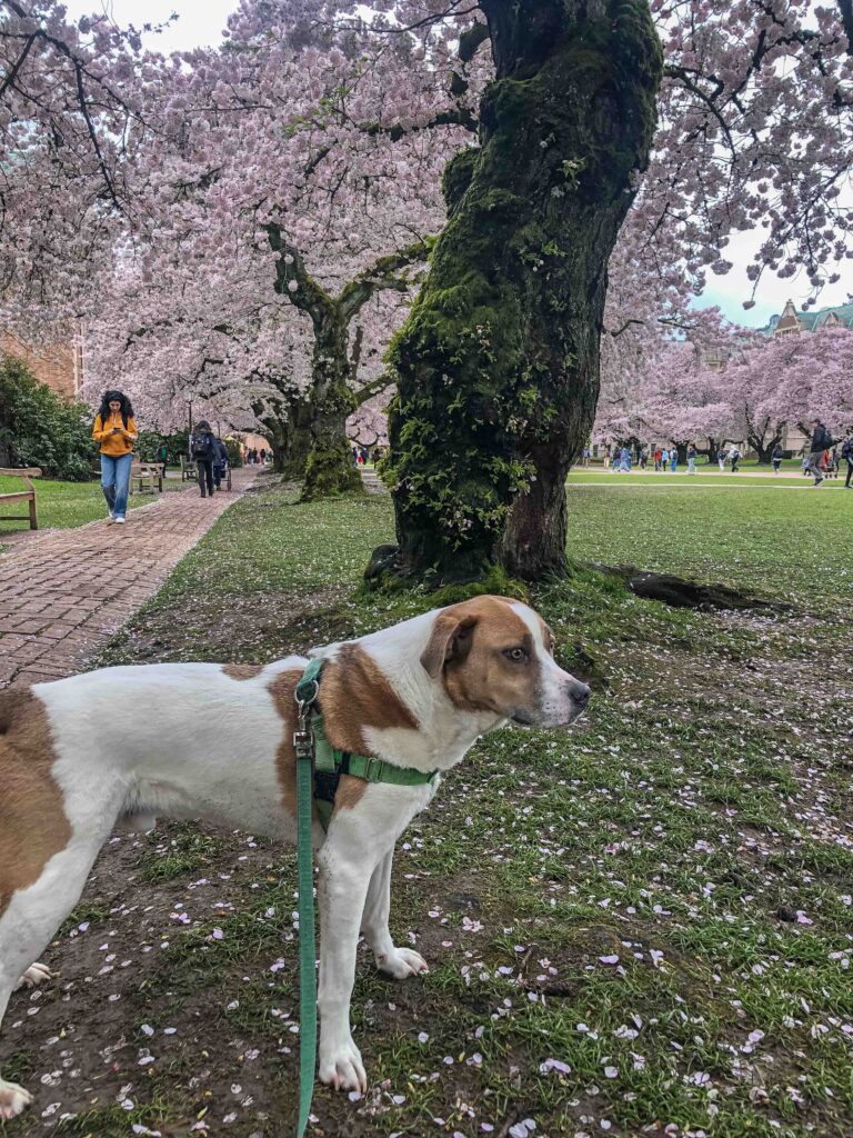 Ajax poses in front of cherry trees on the UW campus.