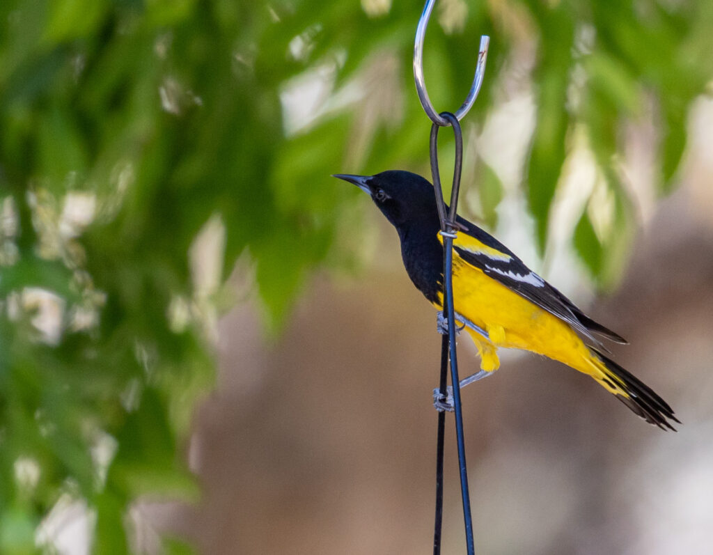 Birding 101: There are many ways to expand your bird knowledge. Start today! A stunning Scott's oriole, another life bird.