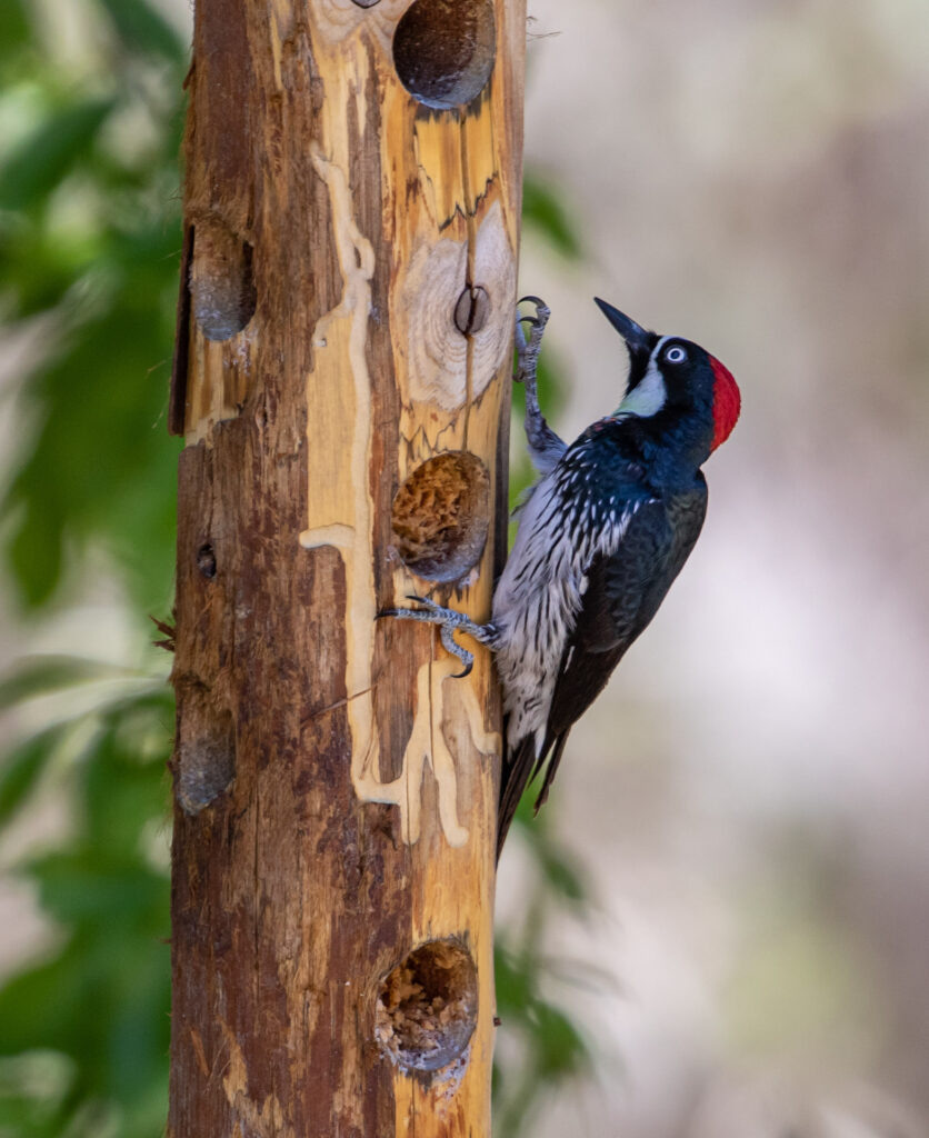 An Acorn woodpecker has a snack. These birds are common in SE AZ but far less common in Western WA unless there are giant oaks nearby.