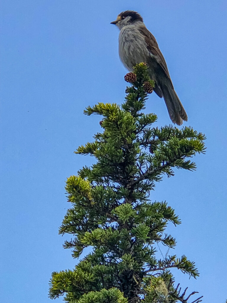 A gray jay joins us hoping for handouts.