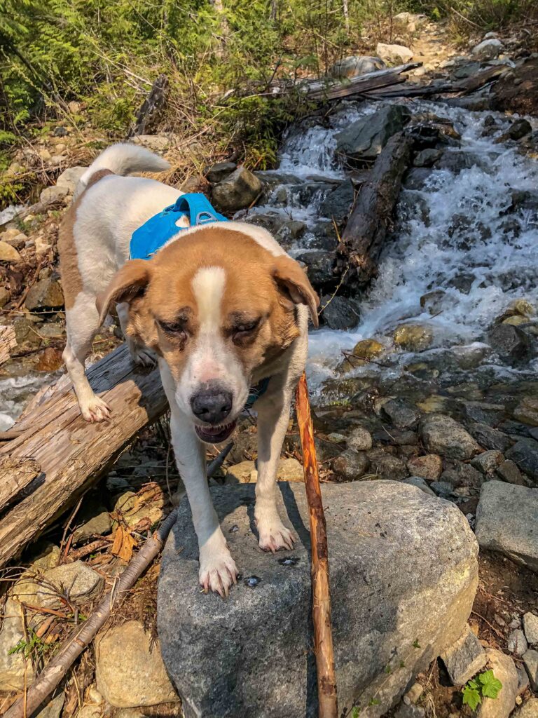 In order to make good decisions about this stream crossing, I had to look for an alternate route. Ajax succeeded with his second stream crossing at 10:30 a.m.