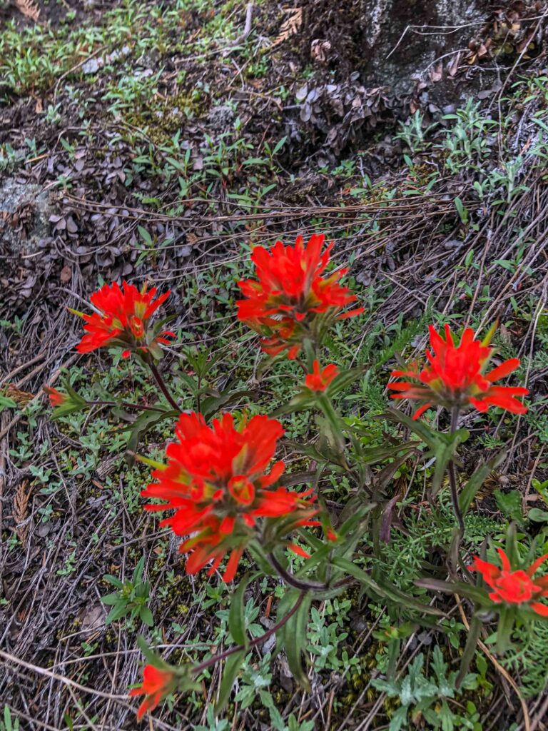 Indian paintbrush.