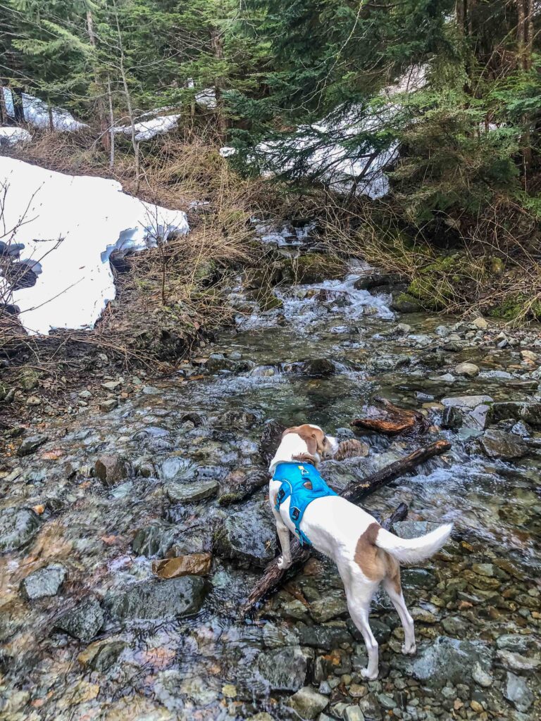 The stream just beyond the Great Wall sign has overflowed the river bank, but it is still passable. A pole may help with footing. Ajax hesitated for a moment but followed me across.